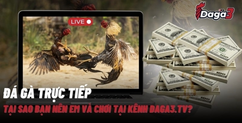 Giới thiệu về kênh đá gà trực tiếp thomo www.bnrcomfort.nl