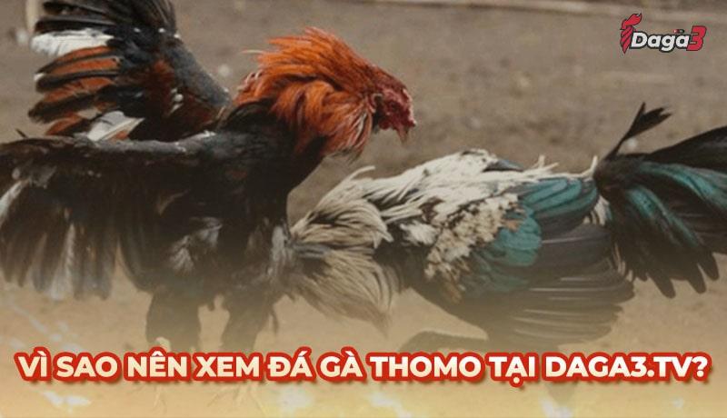 Vì sao nên chọn www.bnrcomfort.nl để xem đá gà trực tiếp thomo